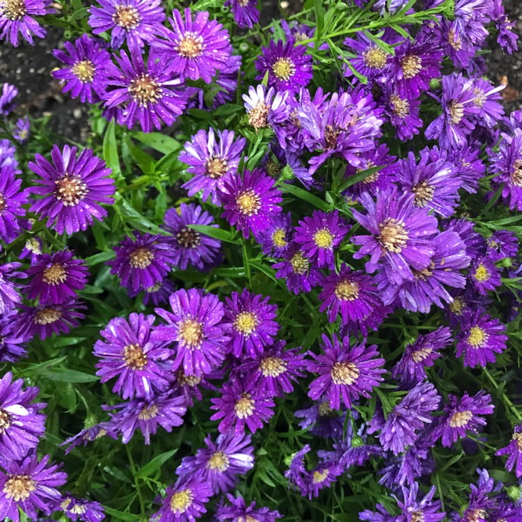 Aster Nowobelgijski Magic Purple Internetowy Sklep Ogrodniczy 