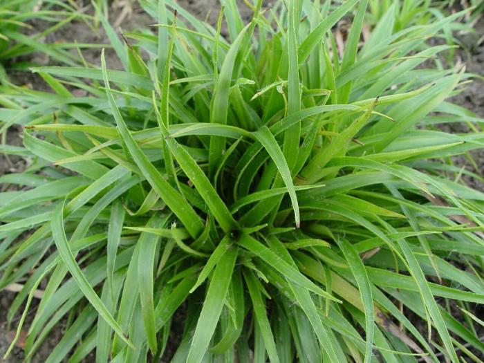 Kosmatka olbrzymia STARMAKER