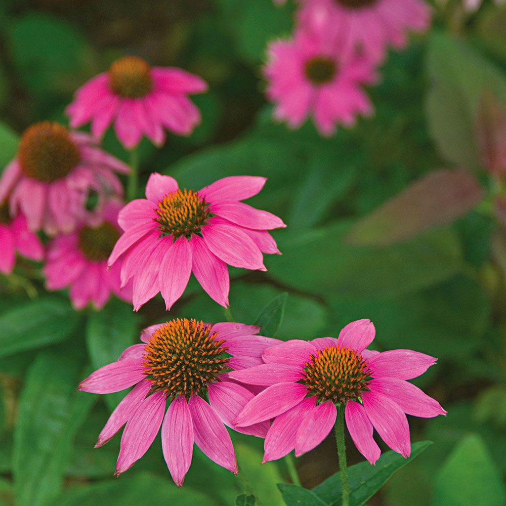 Jeżówka Purpurowa 'PowWow Wild Berry'