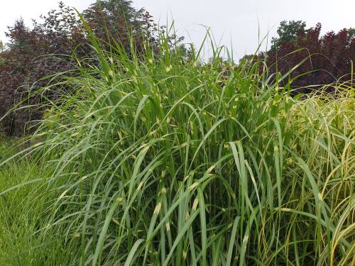 Miskant chiński GIRAFFE