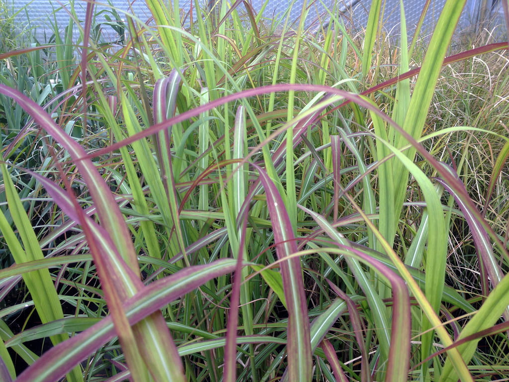 Miskant chiński SAMURAI