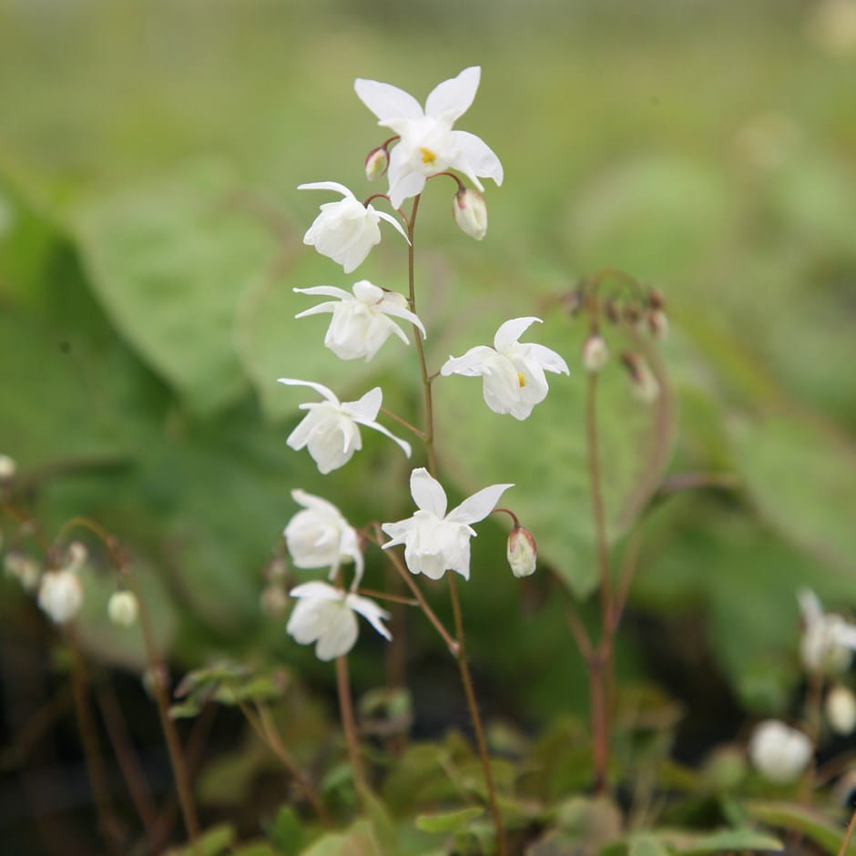 Epimedium 'White Hart