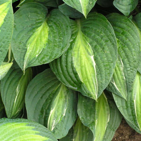 Funkia Hosta 'Striptease'