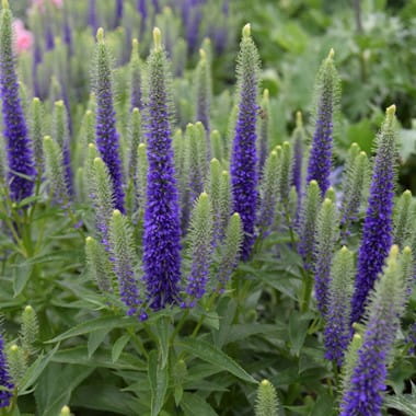 Przetacznik kłosowy ANNIVERSARY BLUE