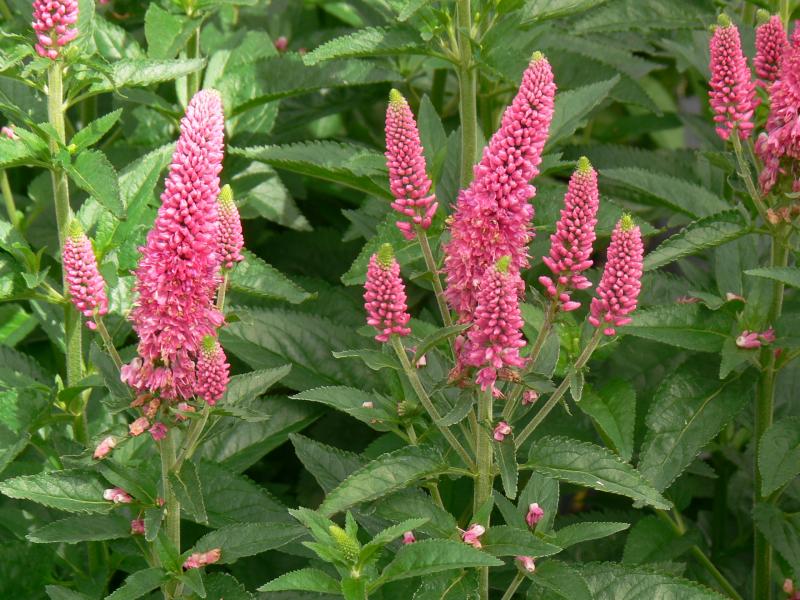 Przetacznik kłosowy ANNIVERSARY ROSE