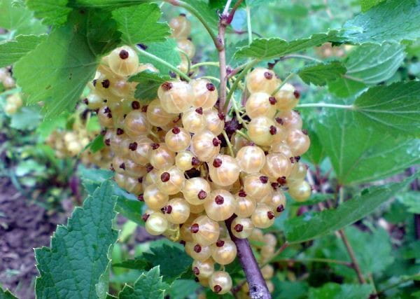 Porzeczka biała WERSALSKA - na pniu