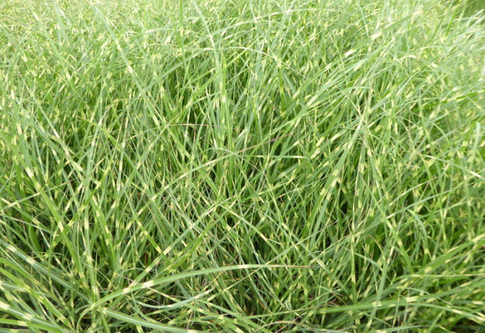 Miskant chiński Strictus Dwarf