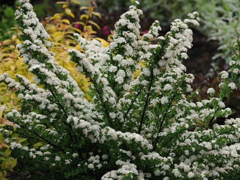 Tawuła nipońska JUNE BRID