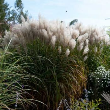 Miskant chiński Ballerina