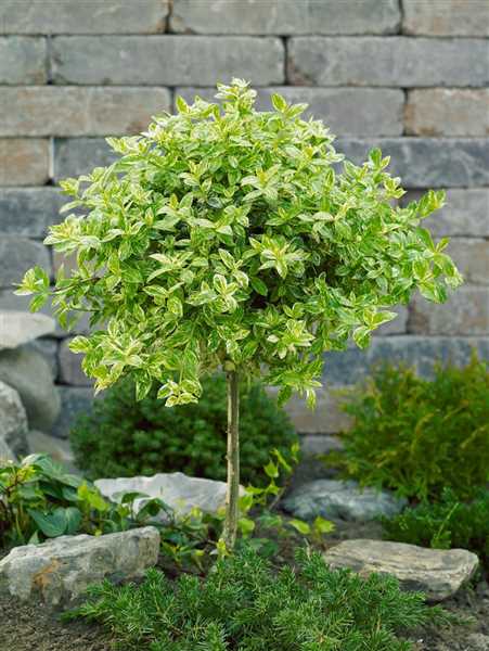 Trzmielina Golden Harlequin na pniu