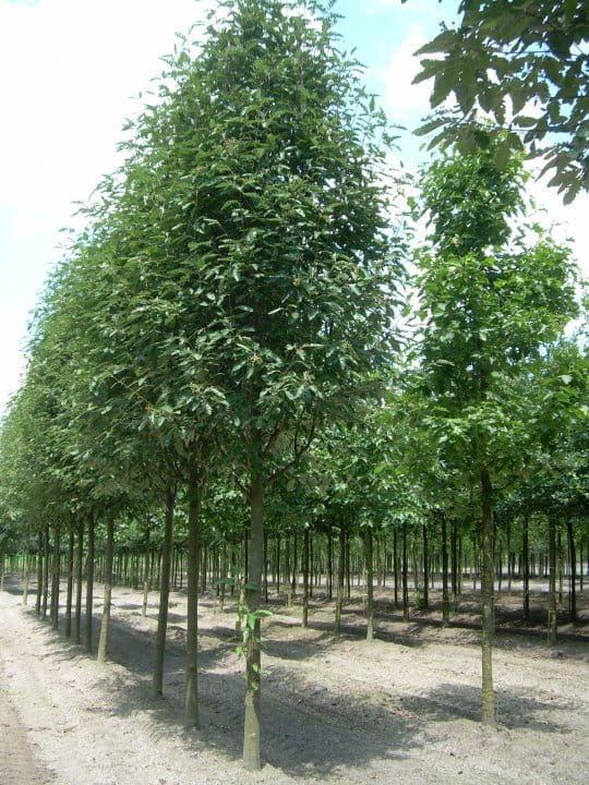 Jarząb turyngski 'Fastigiata'