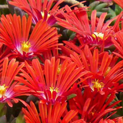 Słonecznica SUNDELLA RED