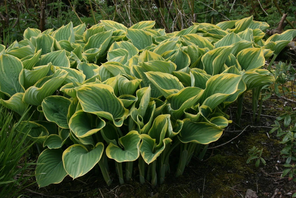 Funkia Hosta SAGAE