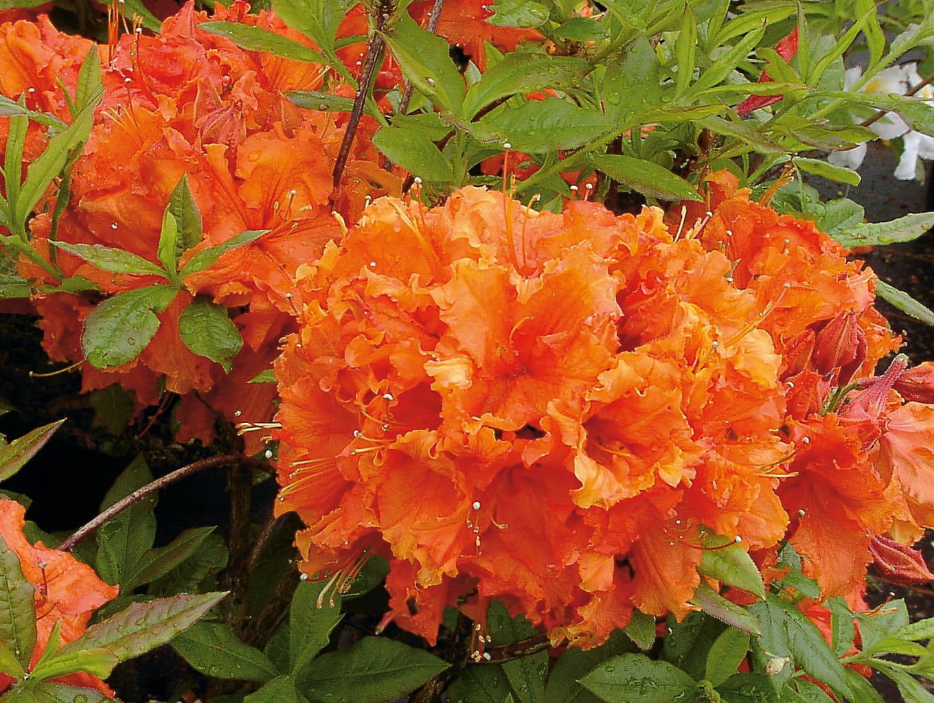 Azalia wielkokwiatowa ARNESON'S GEM