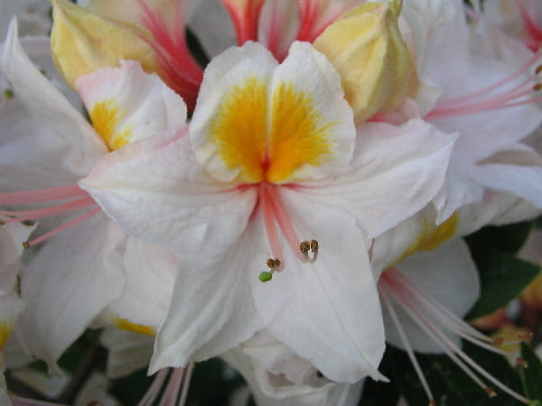 Azalia wielkokwiatowa ARIMA