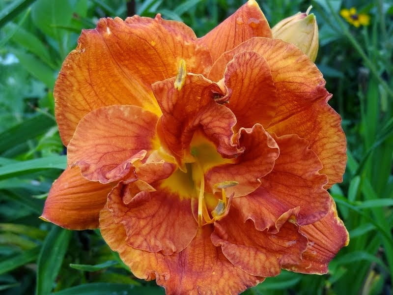 Liliowiec Ogrodowy MARY BROWN