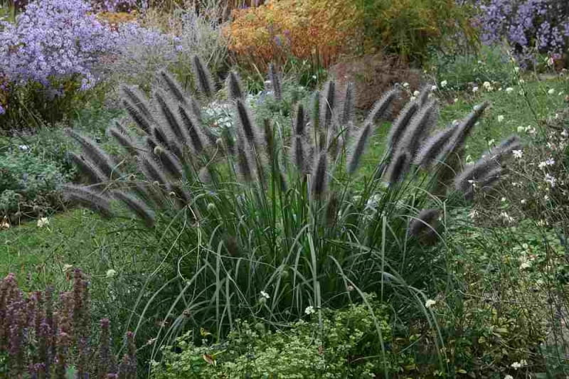 Trawa Rozplenica Japońska VIRIDESCENS
