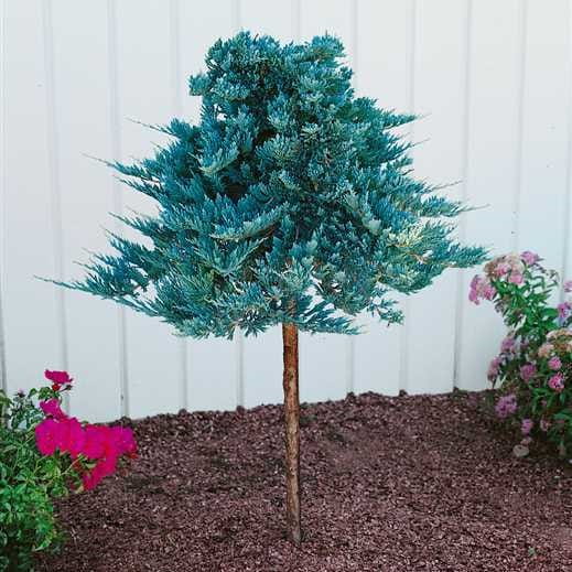 Jałowiec płożący BLUE CHIP na pniu