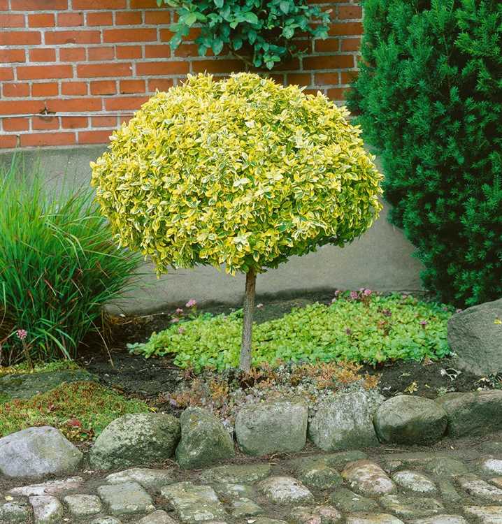 Trzmielina GOLD na pniu 100-120 cm