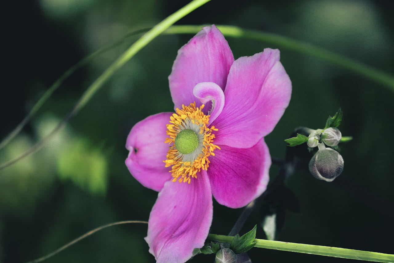 Zawilec ANABELLE DEEP ROSE