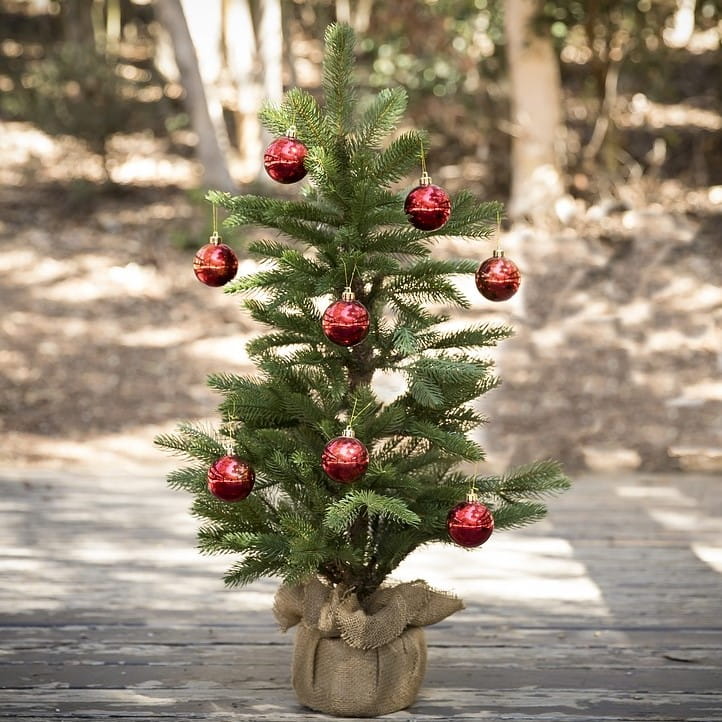 Świerk Zielony 60-70 cm