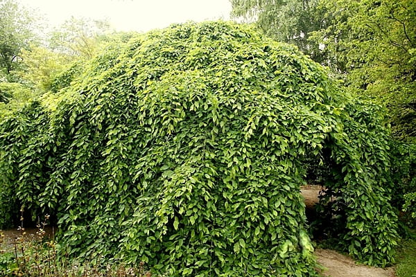 Grab pospolity PENDULA - szczepiony 170 cm