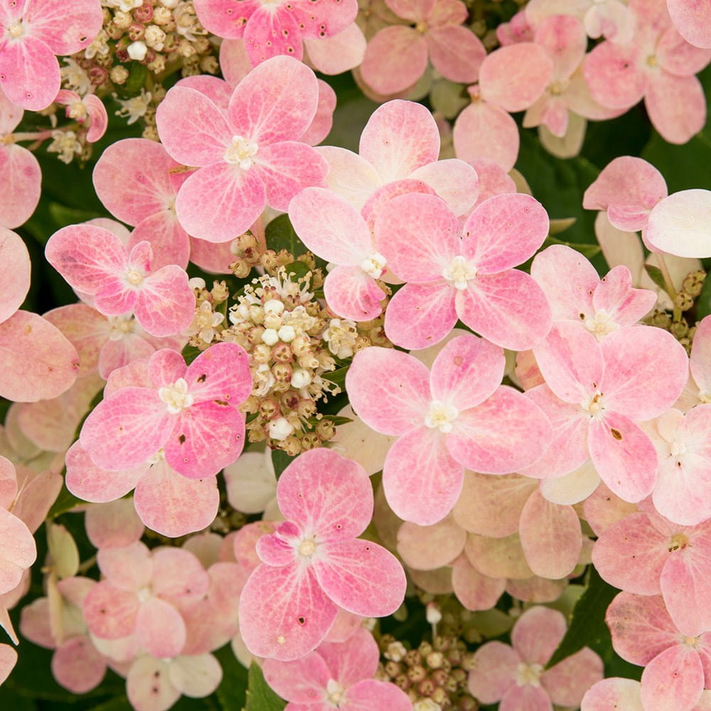 Hortensja Bukietowa Polestar na pniu