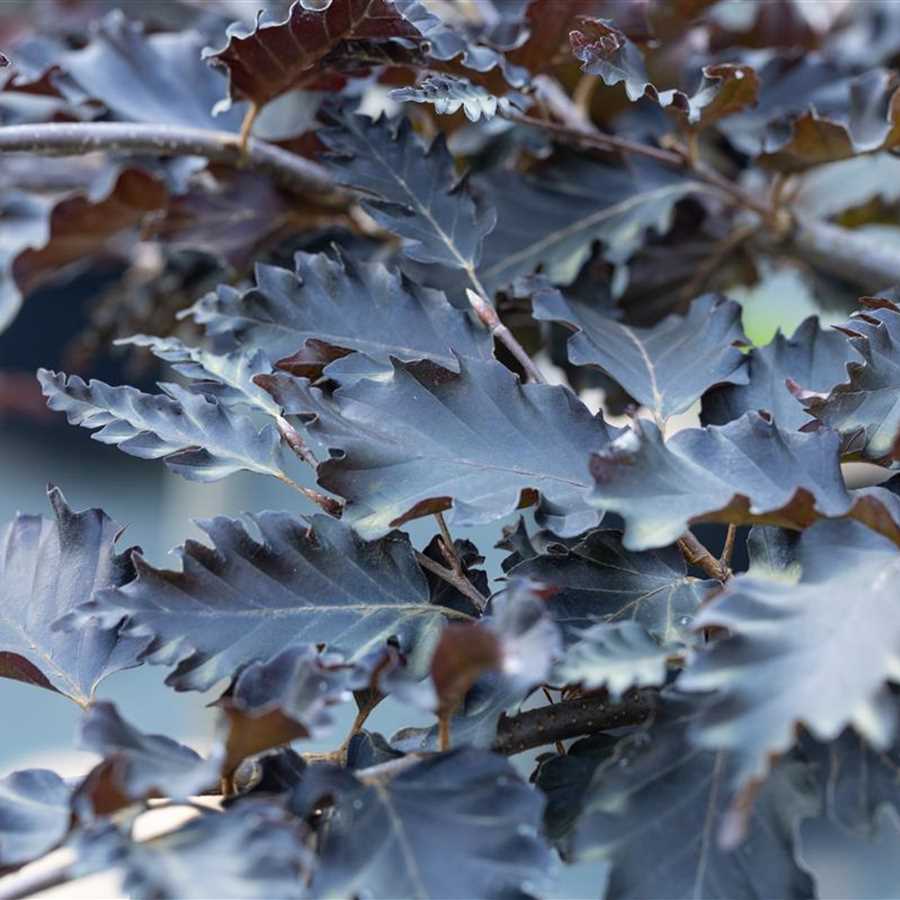 Buk pospolity ROHAN WEEPING