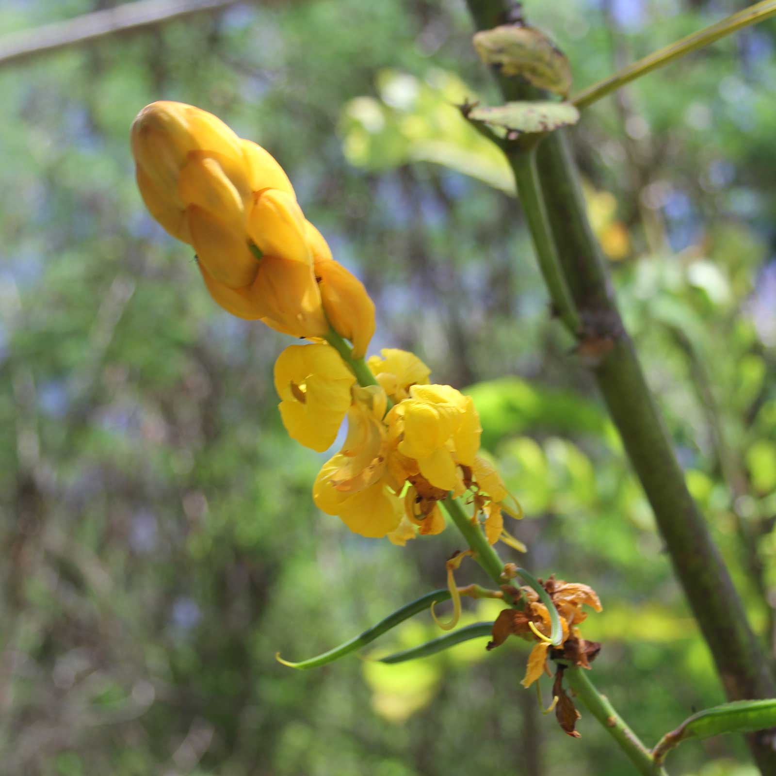 Strączyniec oskrzydlony
