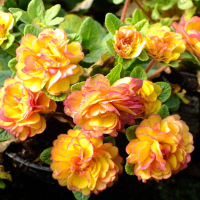 Pierwiosnek Belarina Rosette Nectarine