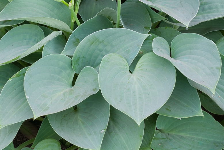 Funkia - Hosta BLUE MOON