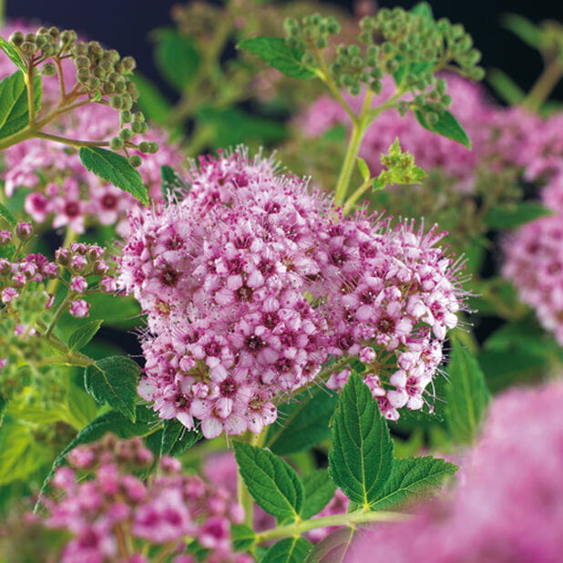 Tawuła brzozolistna PINK SPARKLER