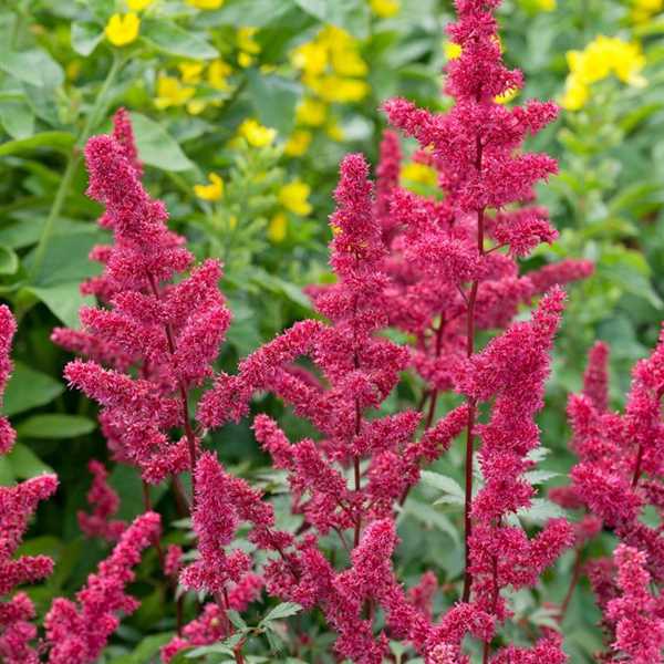 Tawułka BURGUNDY RED