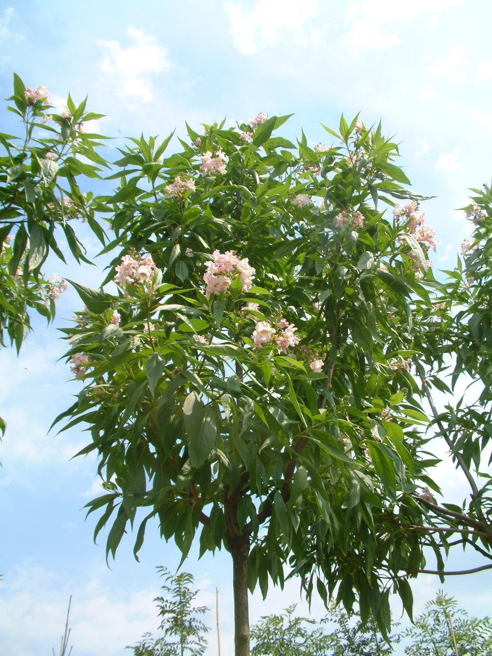 Chitalpa taszkiencka SZCZEPIONA