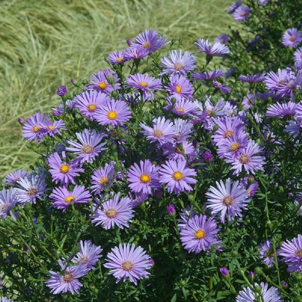 Aster Nowobelgijski Believer Purple