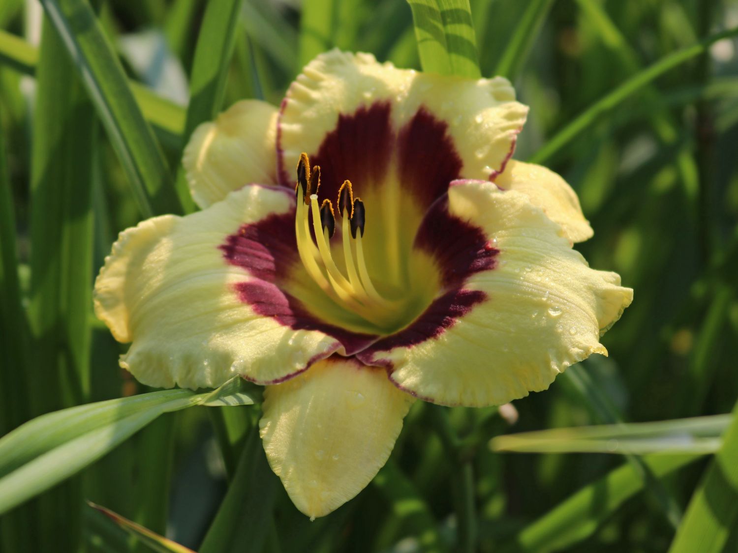 Liliowiec ogrodowy El Desperado