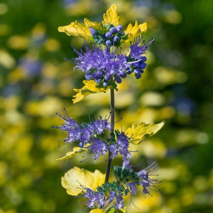 Barbula klandońska Gold Cres