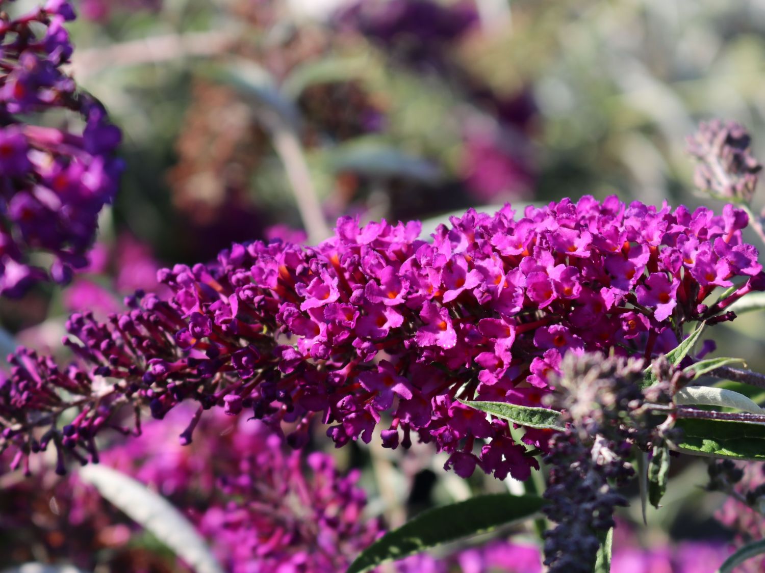 Budleja Dawida Nanho Purple