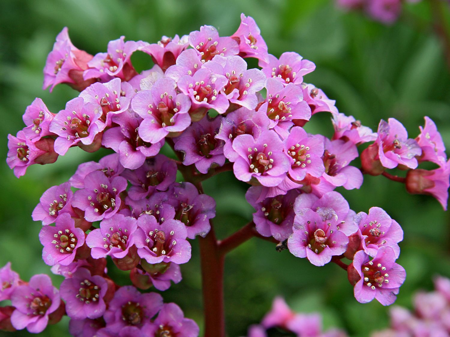 Bergenia ROTBLUM