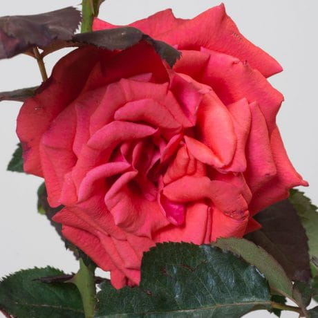 Róża wielkokwiatowa KORALOWA