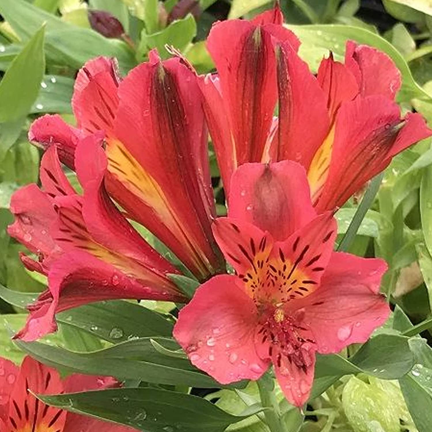 Alstroemeria MARS