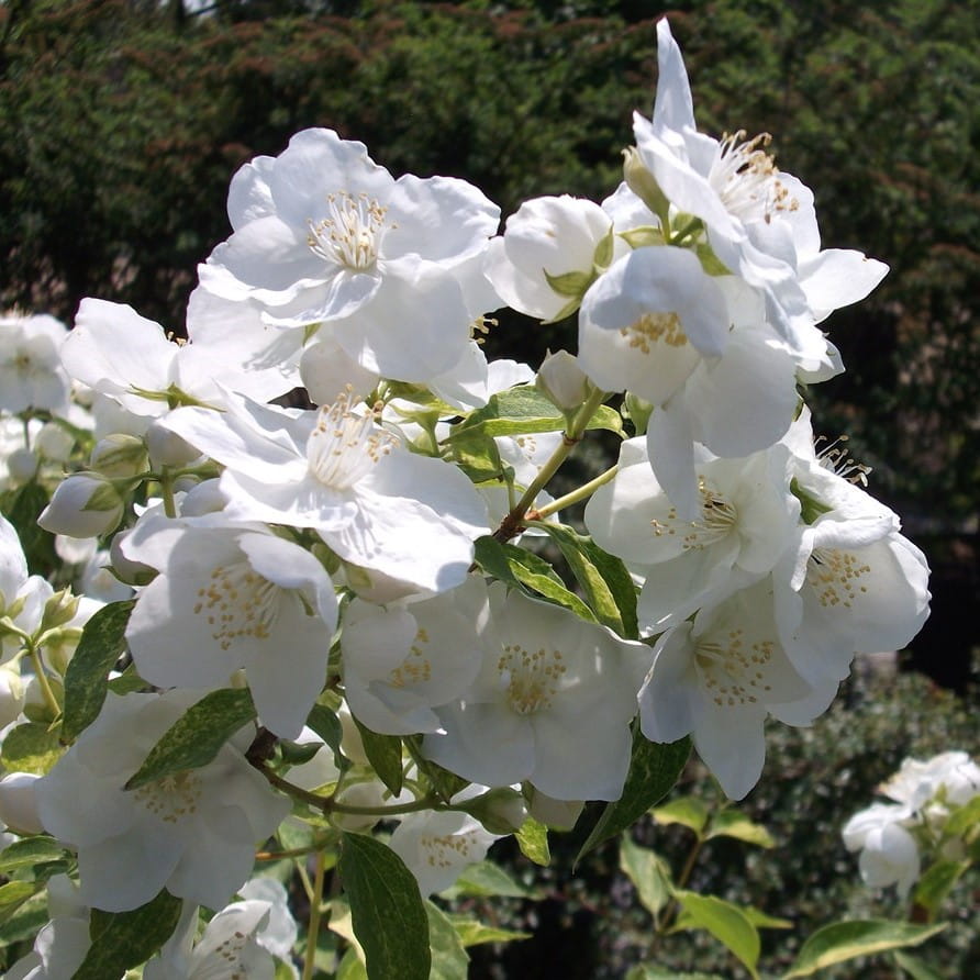 Jaśminowiec INNOCENCE