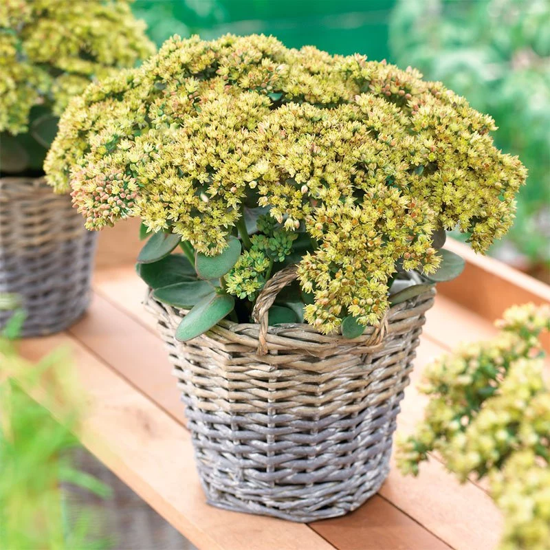 Rozchodnik SEDUCTION YELLOW DELICAT