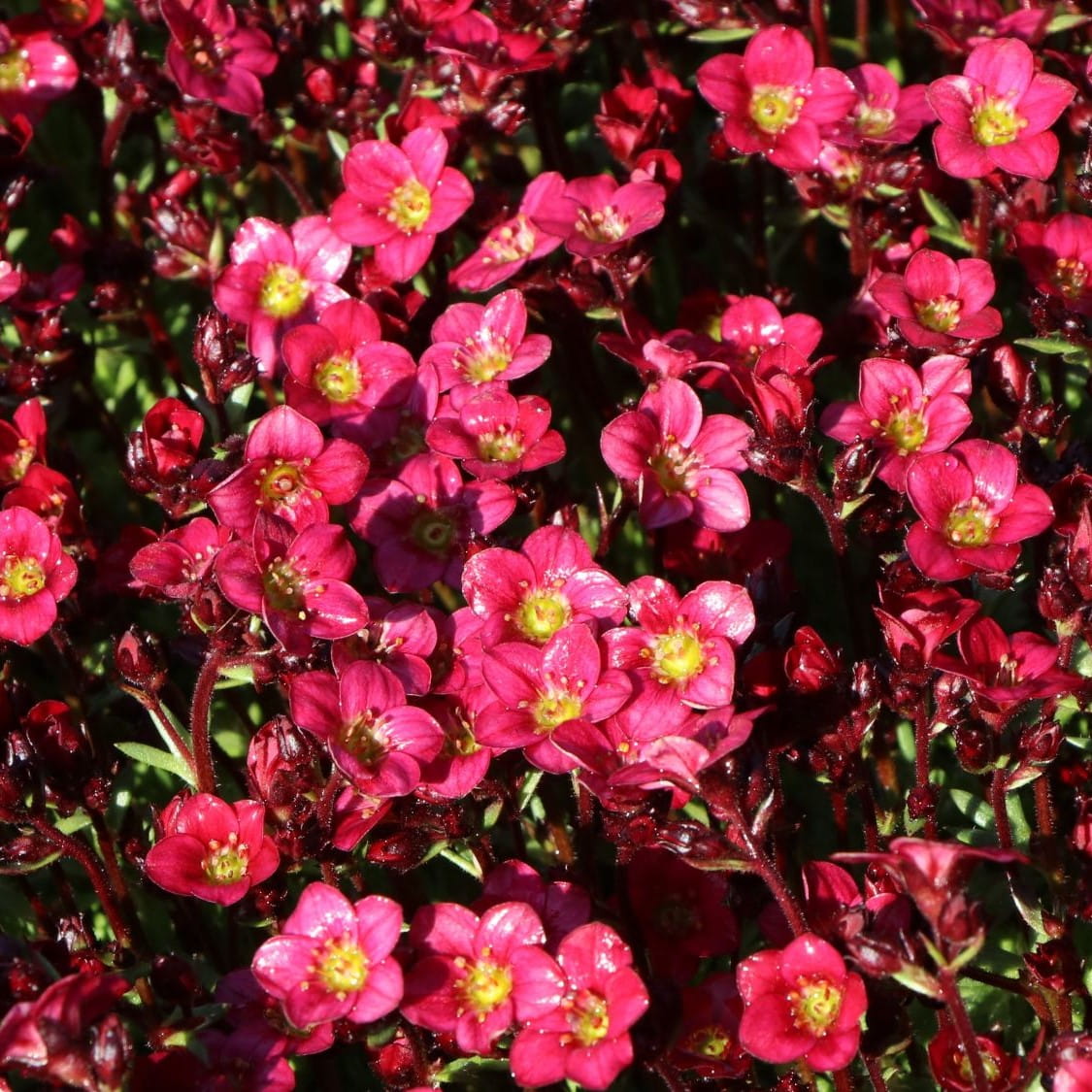 Skalnica Arendsa PIXI PAN RED