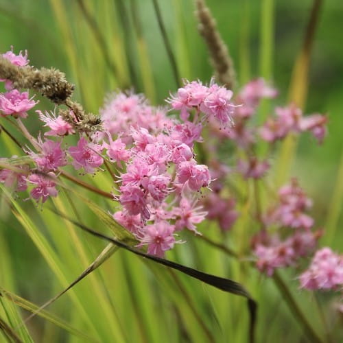Wiązówka purpurowa ELEGANS