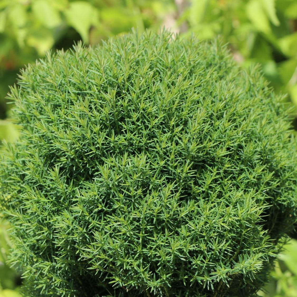 Thuja TEDDY