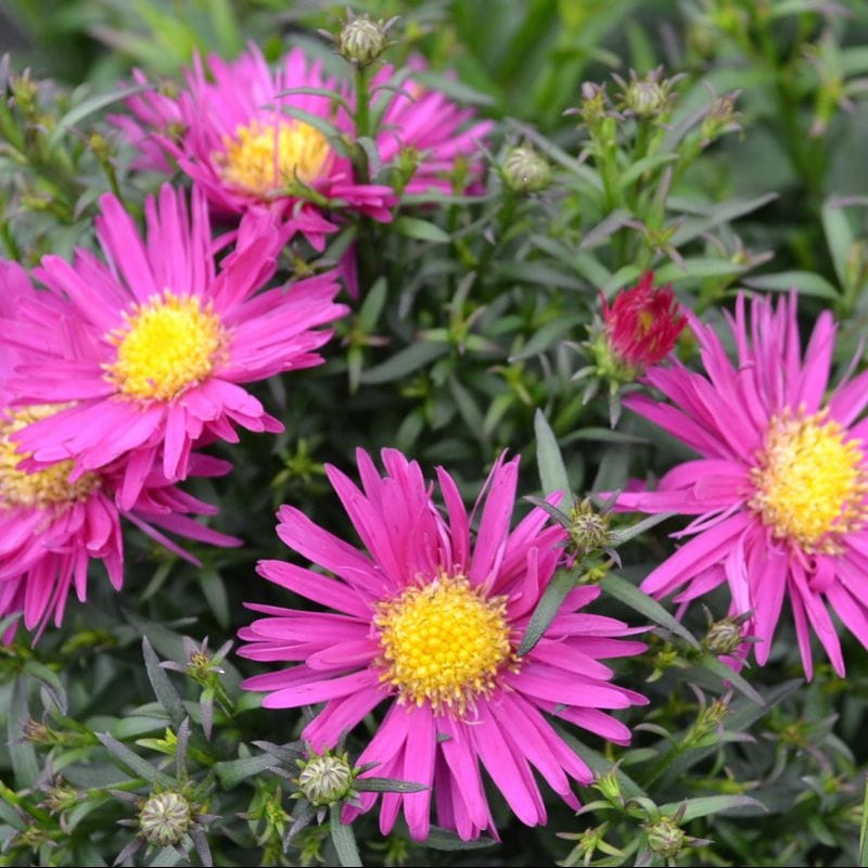 Aster Nowobelgijski MAGIC DEEP ROSE Internetowy Sklep Ogrodniczy 