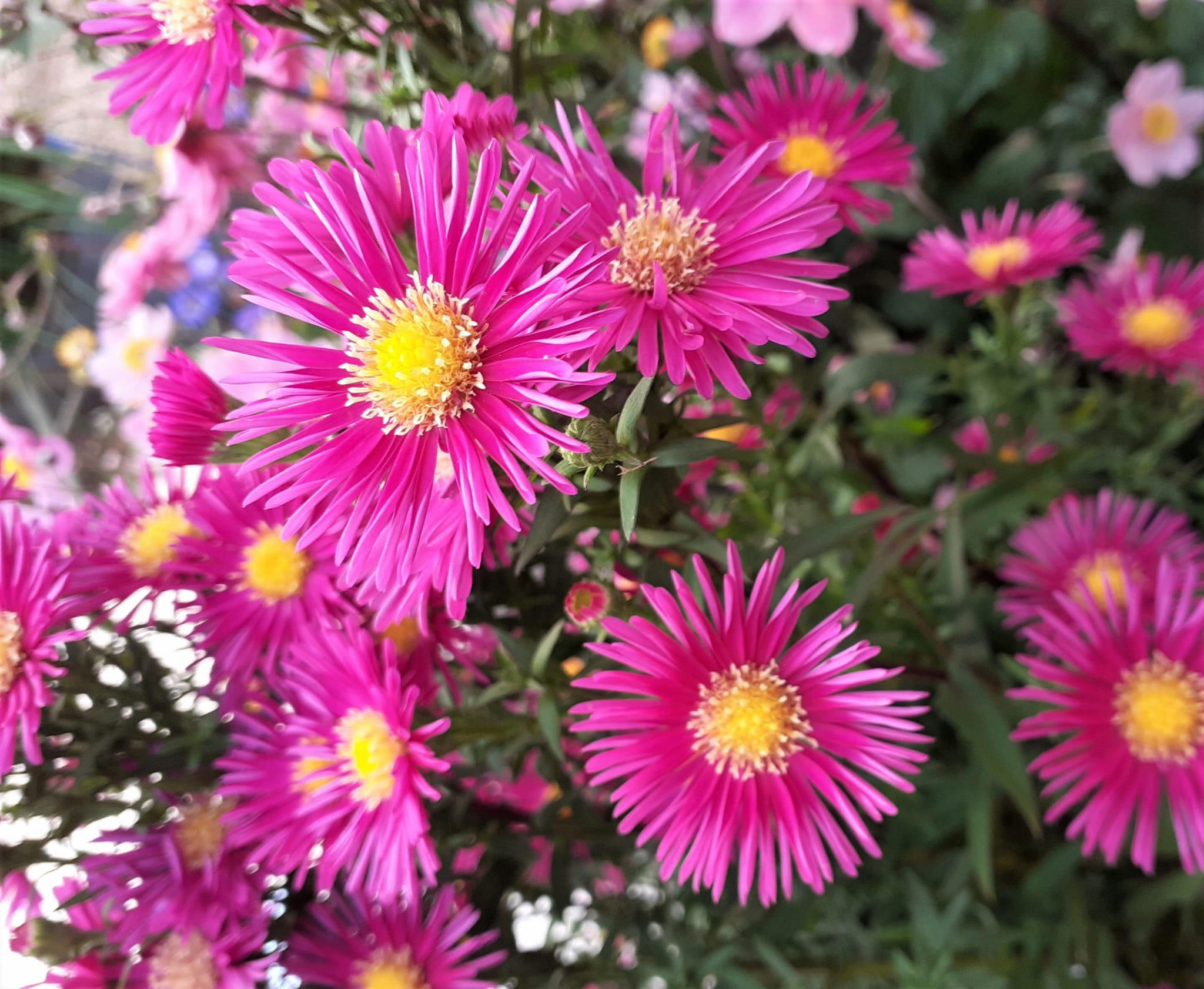Aster Nowobelgijski MAGIC DEEP ROSE