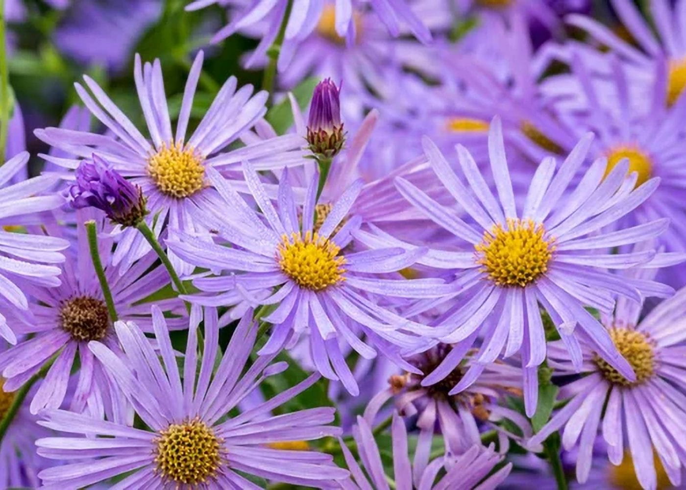 Aster Nowobelgijski MAGIC LAVENDER Internetowy Sklep Ogrodniczy 