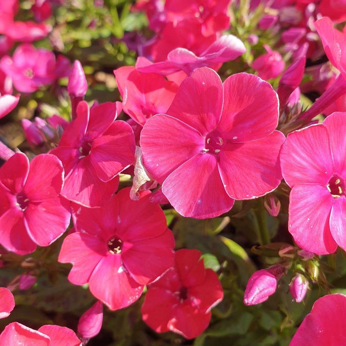 Floks Wiechowaty FLAME RED